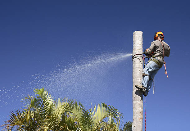 Best Fruit Tree Pruning  in USA